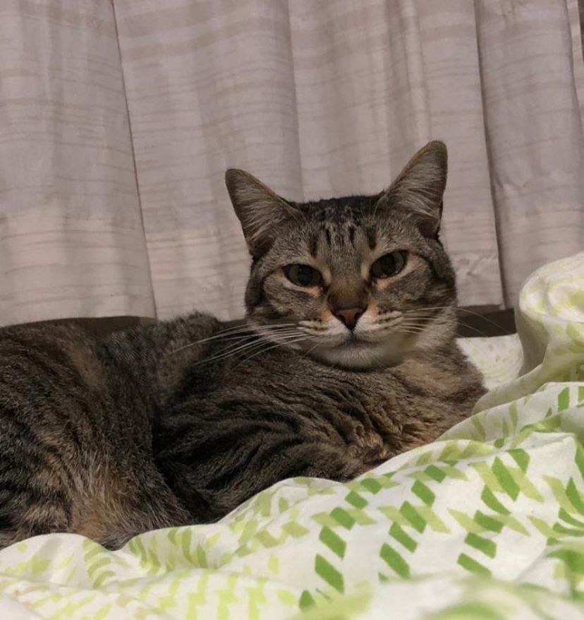 Bebe